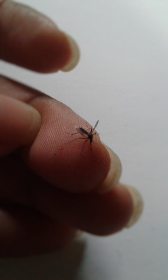 El Salvador se mantiene alerta ante nueva enfermedad viral transmitida por el zancudo Aedes