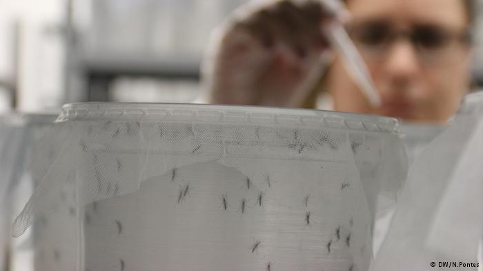 La mayor fábrica de mosquitos transgénicos
