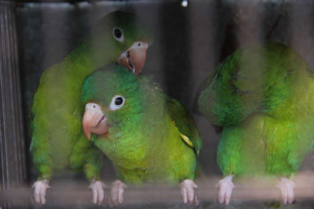 Rescatan 15 aves que permanecían en cautiverio en la Barra de Santiago