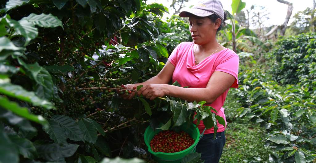 Honduras será sede de Simposio Latinoamericano de Caficultura