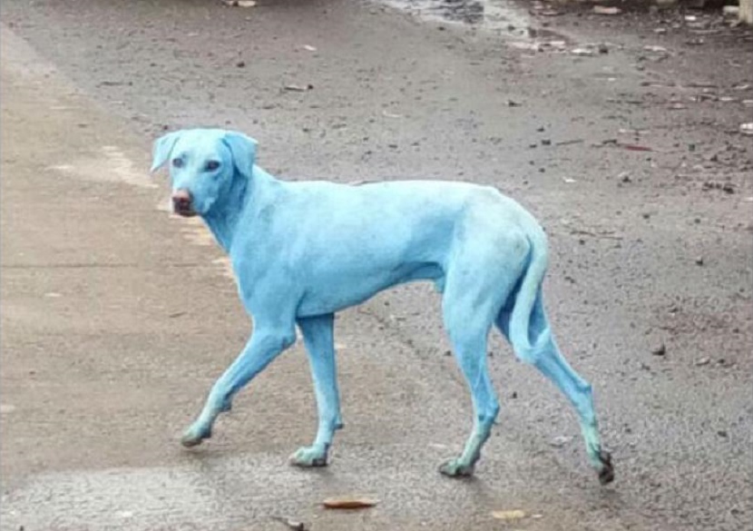 Perros azules aparecen en la India por la contaminación