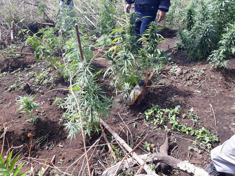 Encuentran plantación de más de 80 arbustos de marihuana
