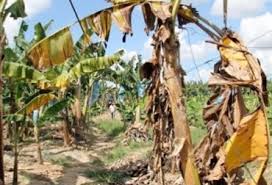 La FAO y sus socios redoblan esfuerzos para combatir una enfermedad del banano
