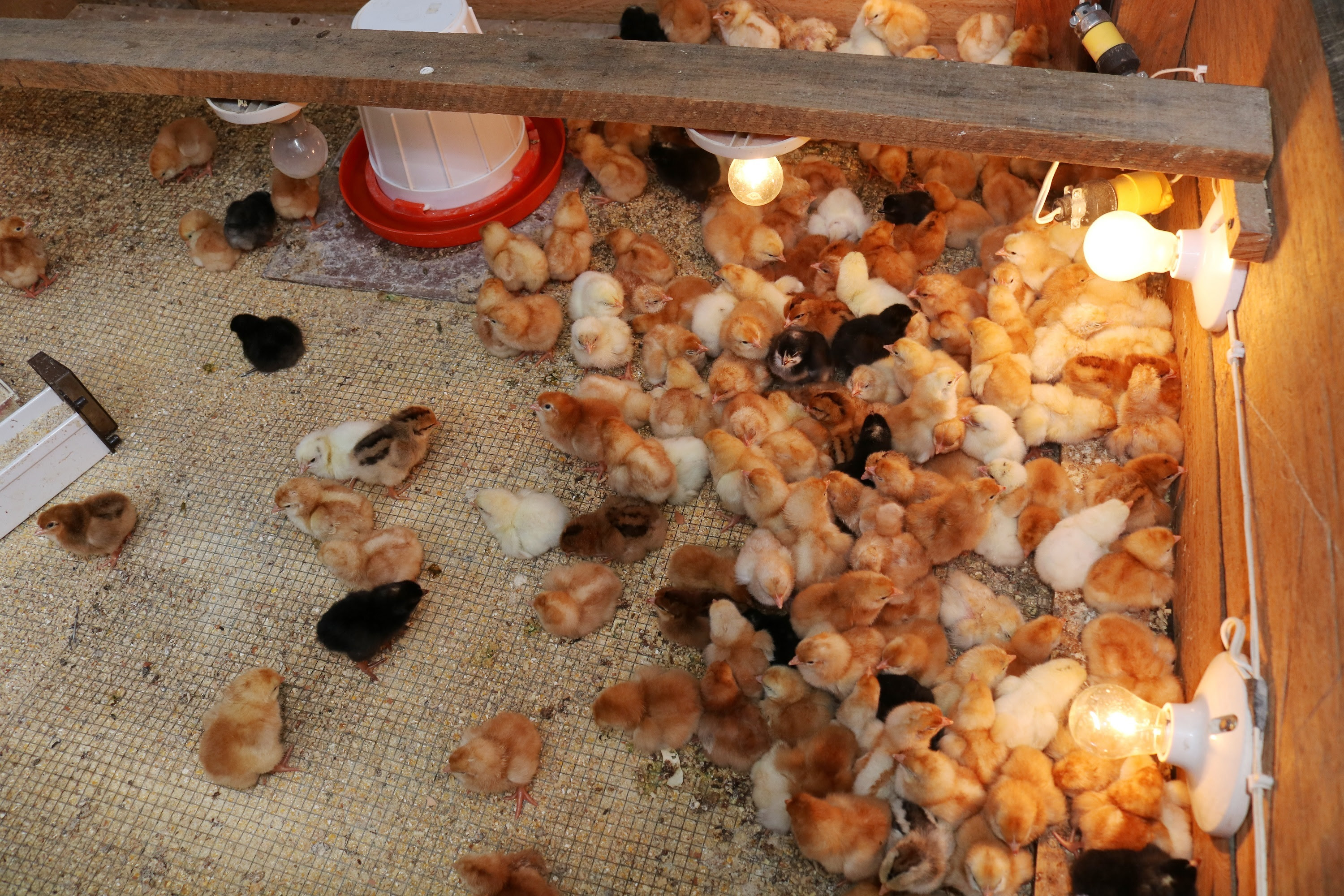 Emprendedor recibe apoyo para proyecto de pollos de engorde