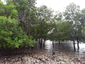 Los manglares podrían ser una de las grandes herramientas para mitigar el cambio climático, Pero aproximadamente el 75 por ciento de los bosques de manglares del mundo permanecen desprotegidos y sobreexplotados. Foto: Joyce Chimbi / IPS