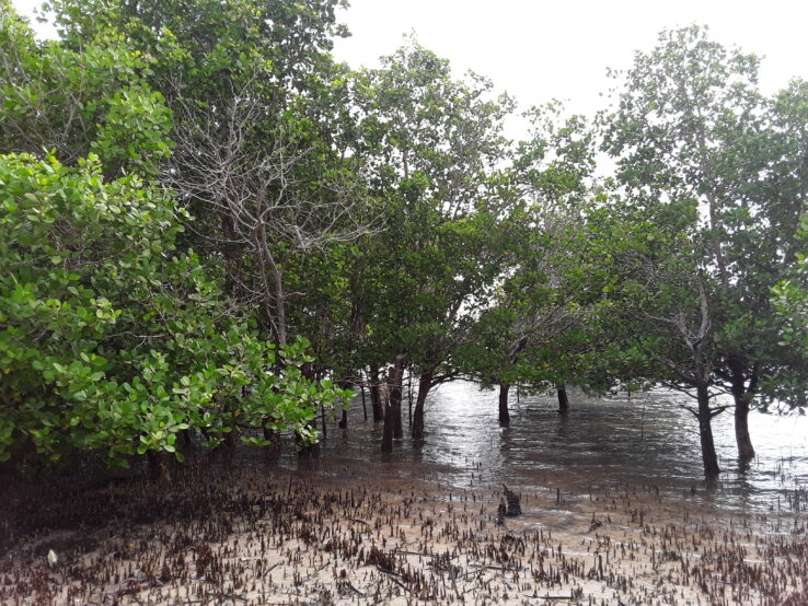 El escondido poder del carbono azul de los manglares contra el cambio climático