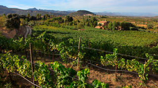 Luego de siglos, España volvió a tener una vibrante industria de vino kosher