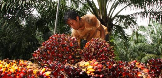 El aceite de palma favorece la propagación del cáncer en el organismo