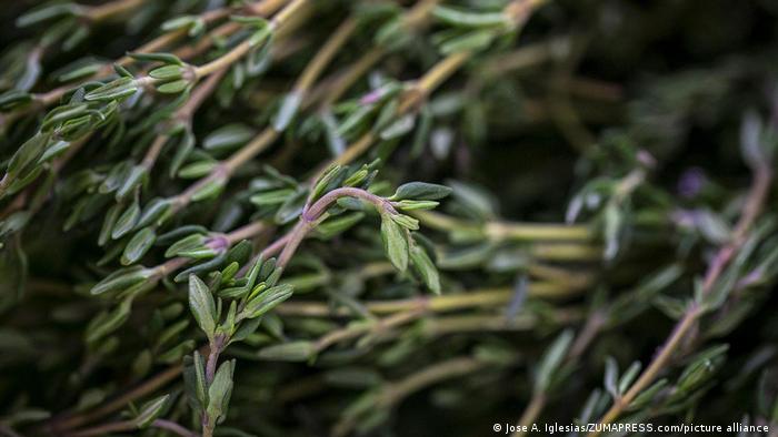 Científicos encuentran receta del compuesto anticancerígeno en hierbas como el tomillo y el orégano