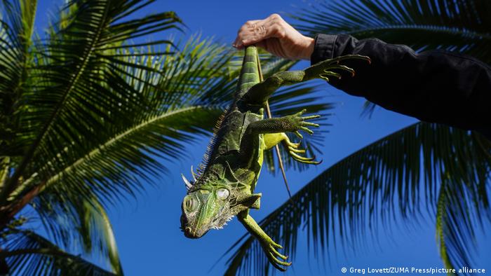 En el estado de Florida hizo tanto frío que «llovieron» iguanas