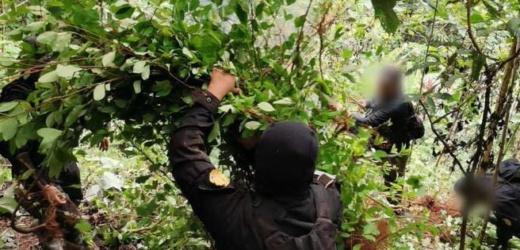 SGAIA erradica más de 26 mil arbustos de Hoja de Coca en La Tinta, Alta Verapaz