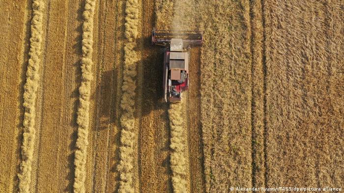 Bolsa de Valores: trigo sube a nivel más alto desde 2008