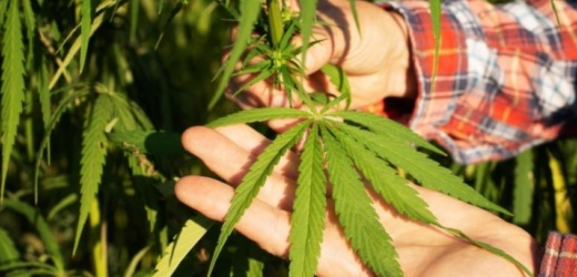 Abre centro de cannabis medicinal en San Vicente y Granadinas