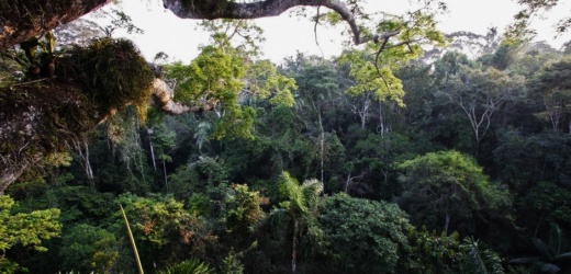 «La deforestación en América Latina tiene más que todo una causa humana»