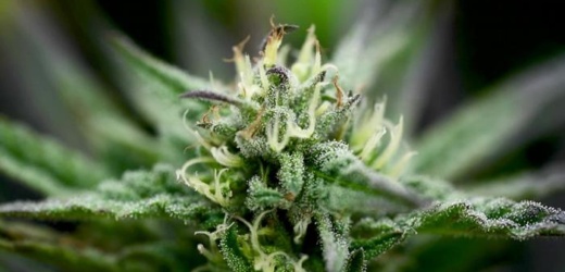 Experta: el cannabis puede alterar la química cerebral de forma permanente