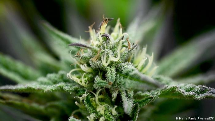 Experta: el cannabis puede alterar la química cerebral de forma permanente