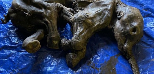 Mineros en Canadá encuentran bebé mamut lanudo de 30.000 años casi perfectamente conservado