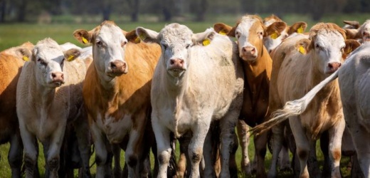 Informe de la OCDE sobre emisiones de la agricultura y ganadería