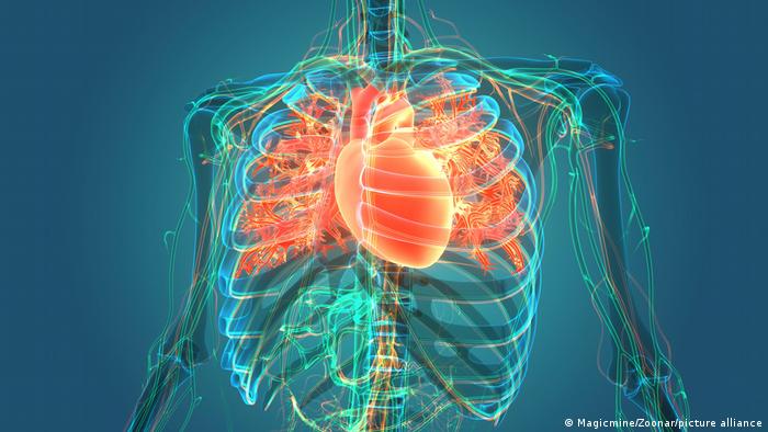 Harvard reporta gran avance en la fabricación de un corazón apto para el ser humano