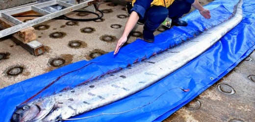 El extraño pez de seis metros de largo capturado en Chile que presagia catástrofes