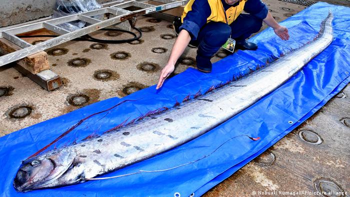 El extraño pez de seis metros de largo capturado en Chile que presagia catástrofes