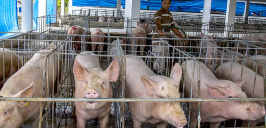La FAO apoyará a 30 mil productores en Haití y en República Dominicana para combatir la peste porcina africana