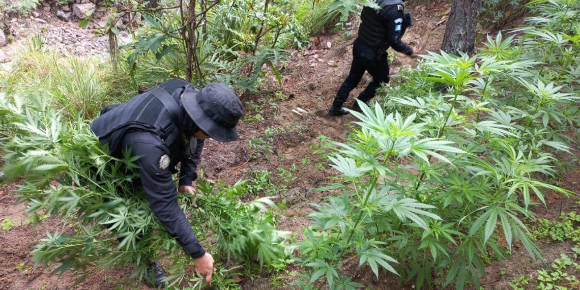 Destruyen marihuana valorada en más de 187 mil quetzales, en Totonicapán