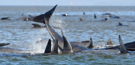 Alrededor de 200 ballenas mueren en una playa de Australia