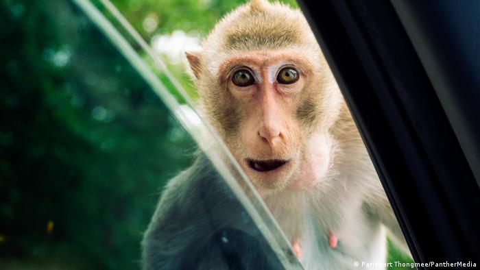 Paralelismos con el VIH: virus de monos similar al ébola está «listo» para saltar a humanos