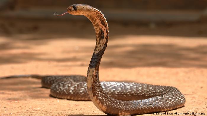 Una cobra muere tras recibir una mordedura de un niño en la India