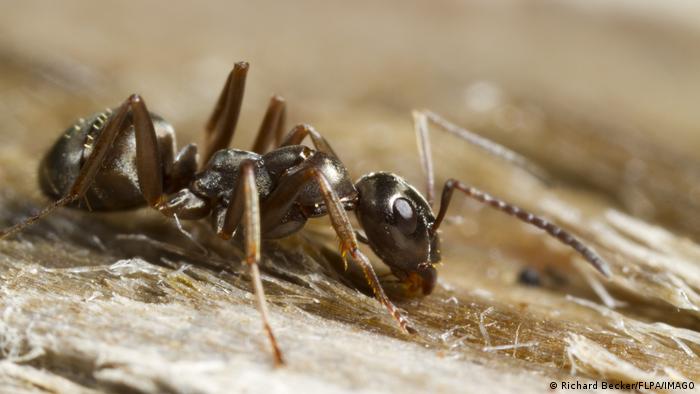 Las hormigas pueden detectar el olor del cáncer en la orina