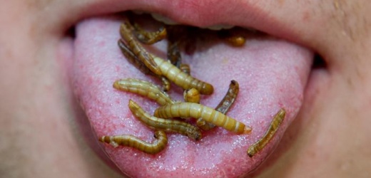 La UE autoriza dos insectos para consumo humano