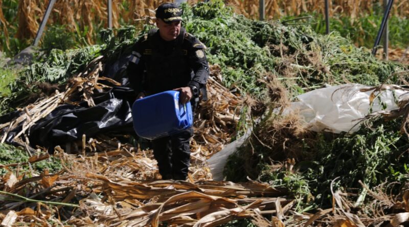 PNC allana supuesto vivero y erradica 28 mil 747 matas de marihuana en San Rafael Las Flores