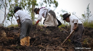 Dos nuevos sitios de Ecuador son declarados Sistemas Importantes del Patrimonio Agrícola Mundial de la FAO