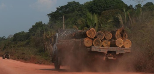 Ley europea «libre de deforestación»: ¿qué significa para Latinoamérica?