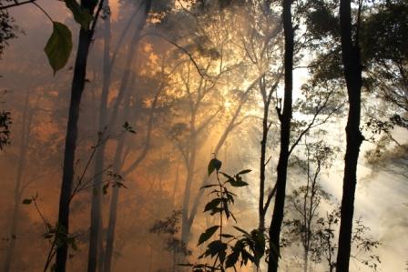 La deforestación se ralentiza a nivel mundial, con más bosques mejor gestionados