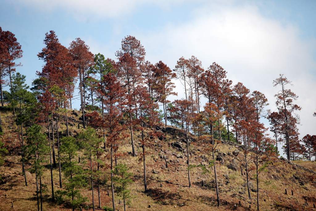 Bosque de Pino en Oriente amenazadas con plaga del Gorgojo Descortezador