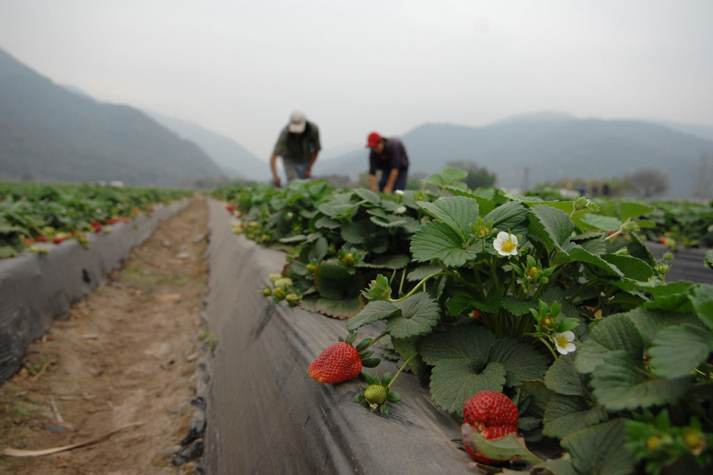 FIDA insta a América Latina a invertir en desarrollo agrícola para combatir la pobreza rural