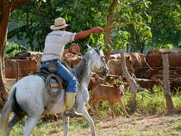 Condenan a estadounidense y tres salvadoreños por hurto de ganado en Ahuachapán