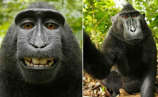 Mono logra ganancias por sus selfies; PETA alcanza acuerdo con fotógrafo