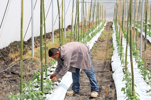 Productores de Candelaria de la Frontera le apuestan a cultivo de hortalizas en ambientes protegidos