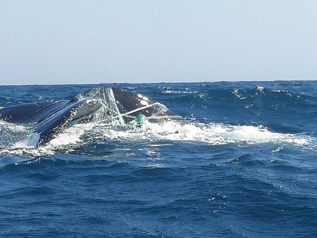 Liberan a dos ballenas atrapadas en redes de pesca en Los Cóbanos