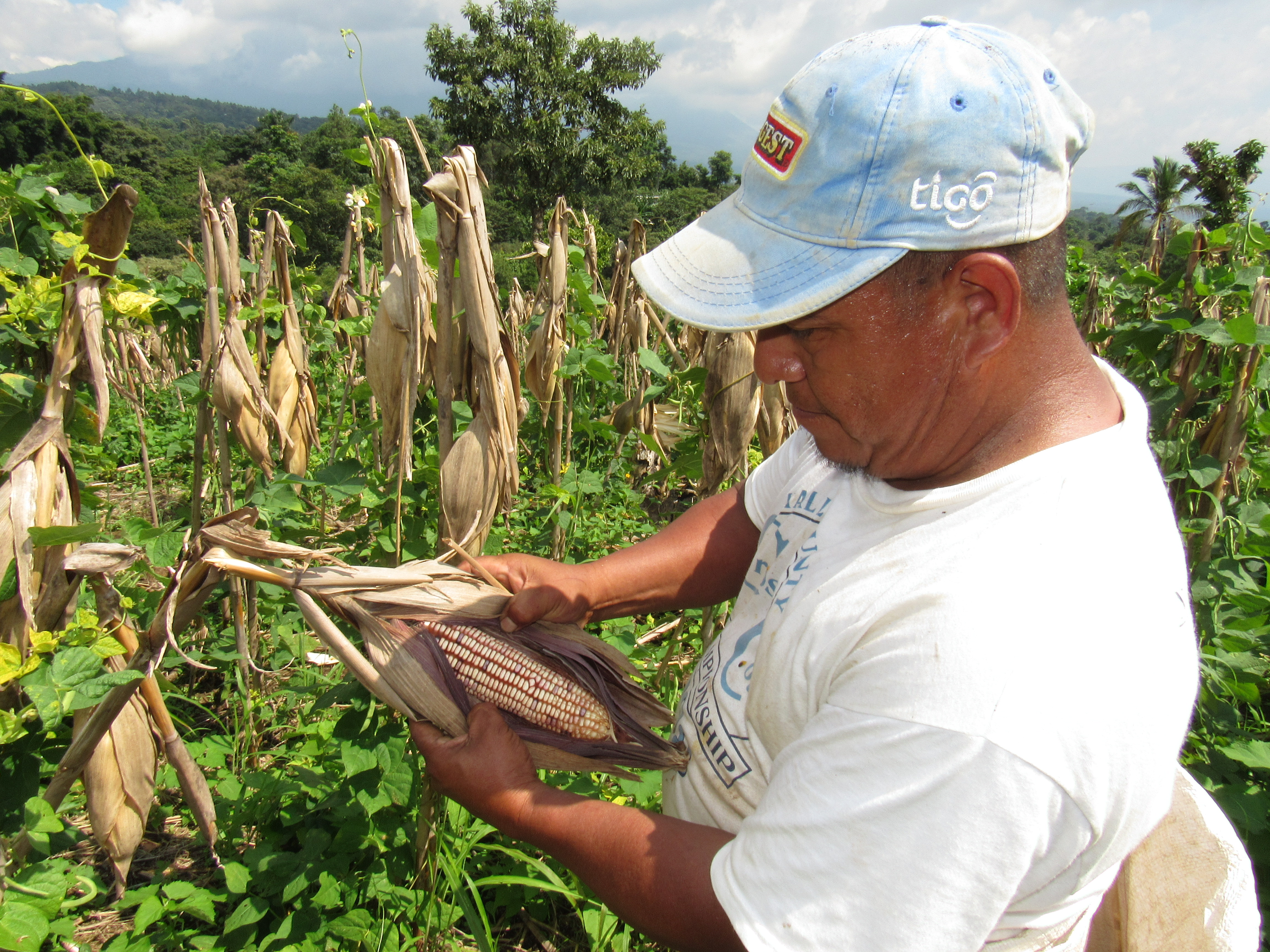 Agricultores salvadoreños diversifican cultivos para restauración de suelos en reserva de biósfera Apaneca Lamatepec