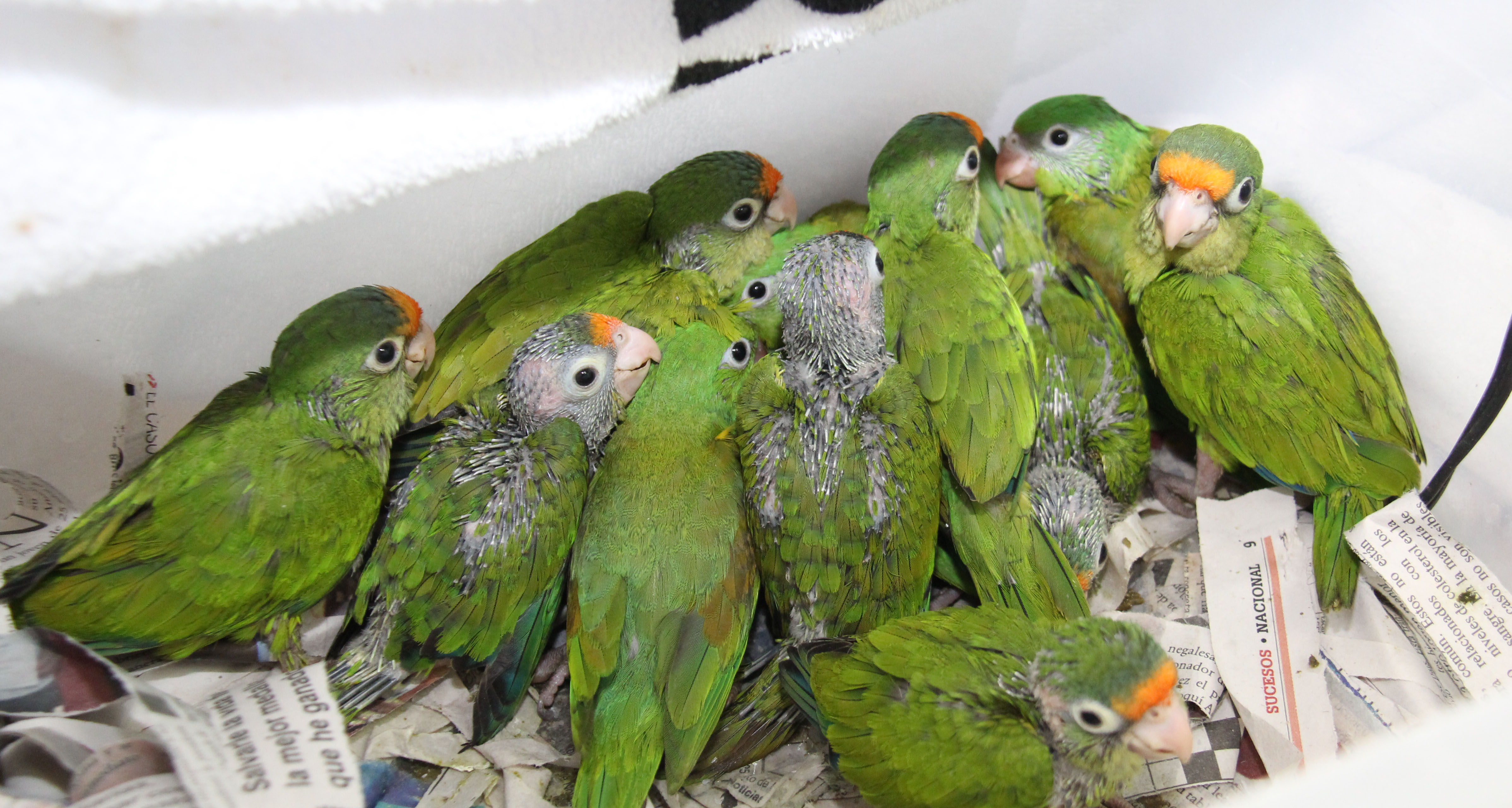 PNC decomisa 22 aves amenazadas y en peligro de extinción