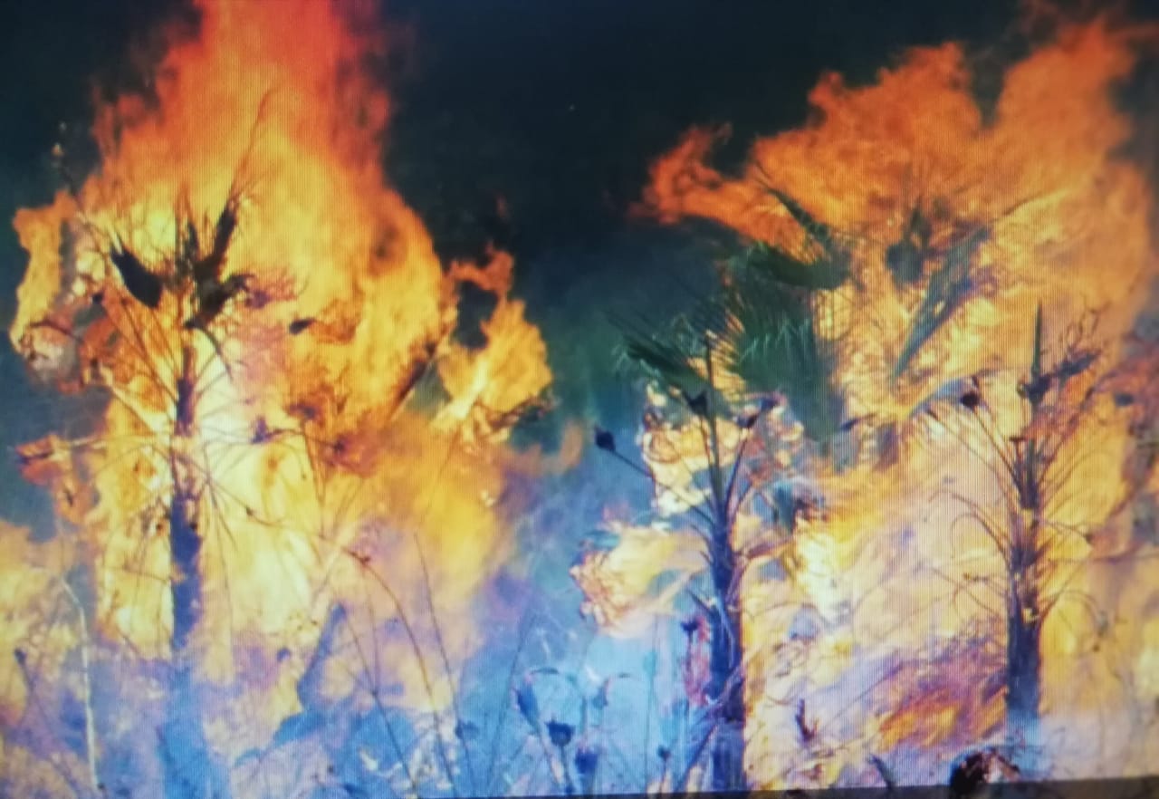 Los agricultores en Belice se alejan de la agricultura de tala y quema