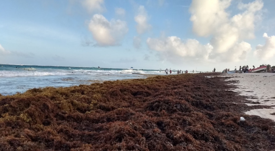 El Sargazo el alga amenaza el paraiso