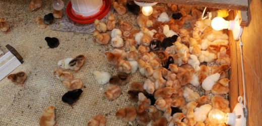 Emprendedor recibe apoyo para proyecto de pollos de engorde