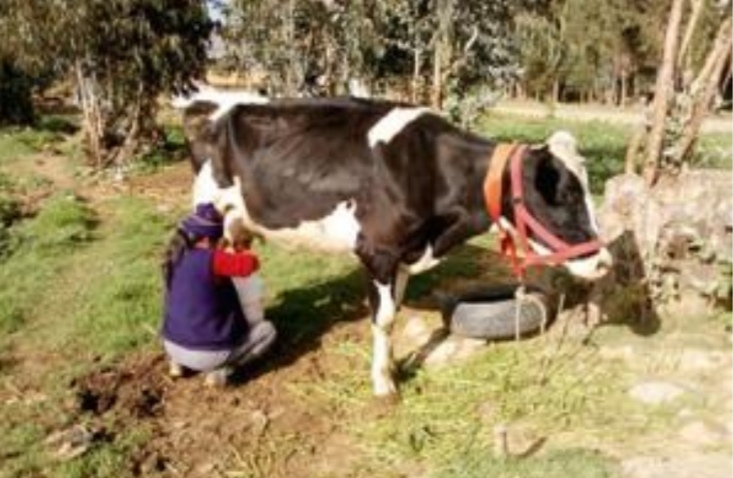 Se crea compensación temporal para pequeños productores de leche en Colombia