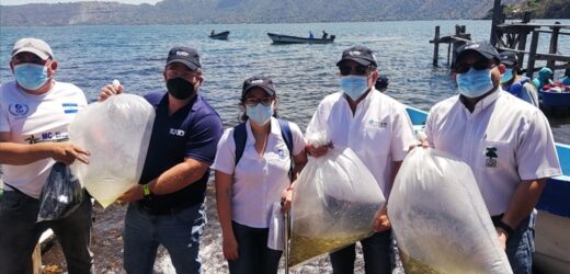 Empresa Privada y Fundación Coatepeque al rescate de la Tilapia en el lago de Coatepeque