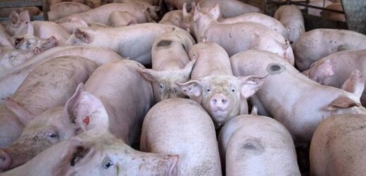 Alemania detectan su primer caso de peste porcina africana en criadero de cerdos